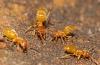 Lasius sp.